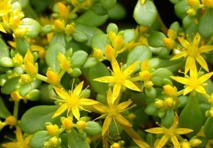 城里是盆景,农村人称"晒不死草",是常见杂草,却可急救解毒