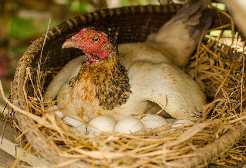 母鸡下蛋的高峰期管理,饲养十分重要,其次还得做好通风管理