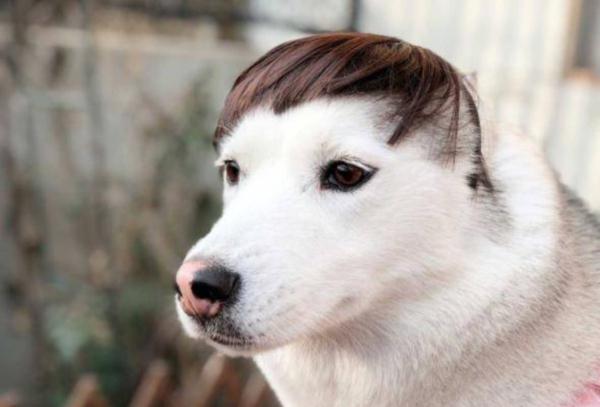 新年新气象,看看二哈新烫的头发,时尚感爆棚,帅呆了!