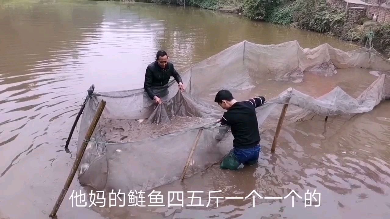 农村稻田鱼太便宜了,在农村真的好幸福