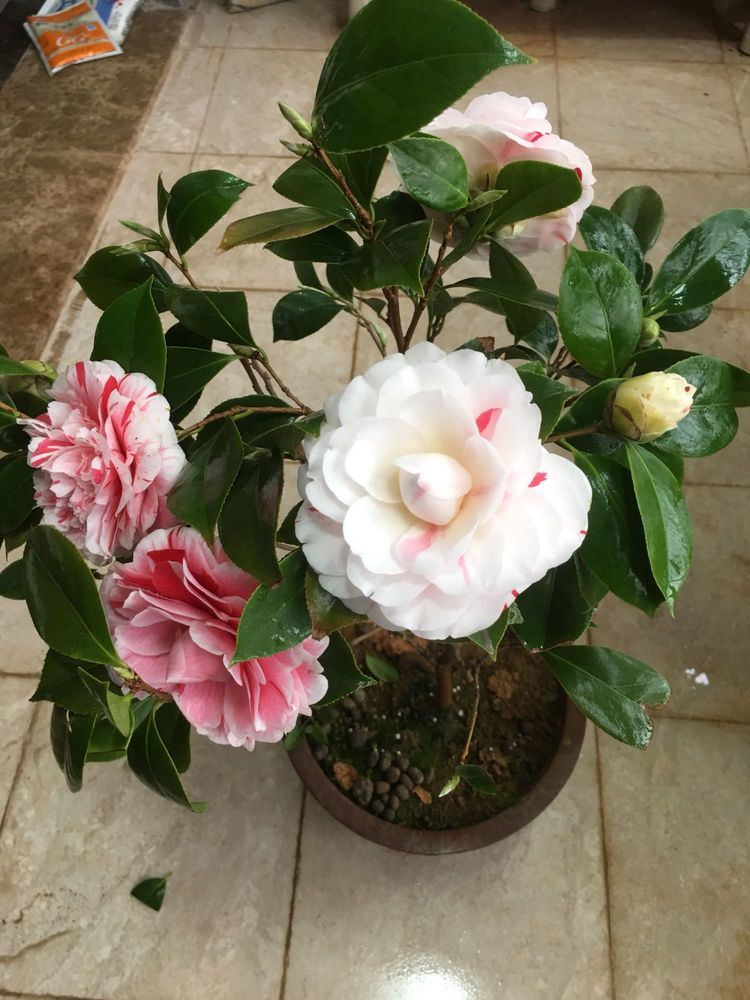 4月发文:养盆"高端玫瑰"探索者,花开层层叠叠,梦幻浪漫