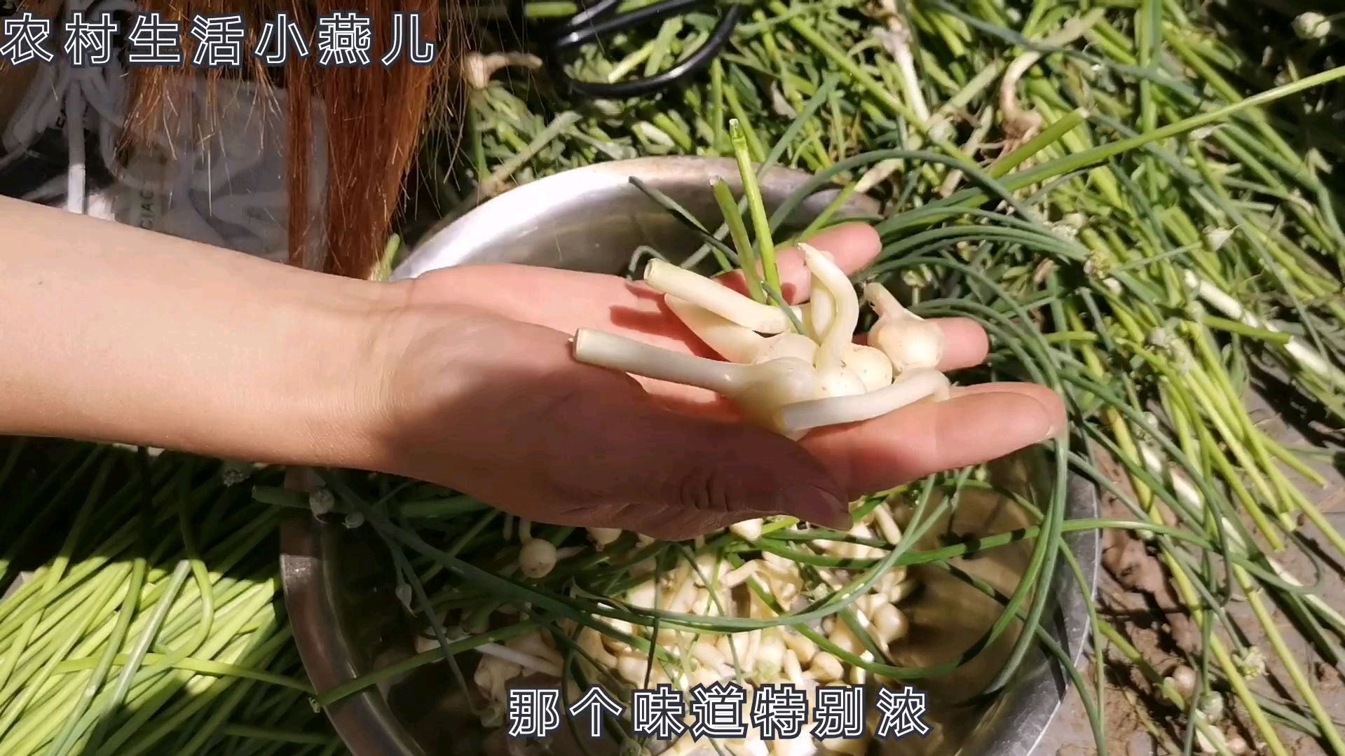 农村常见的一种野蒜,不仅味道很赞,它的价值也是很高的