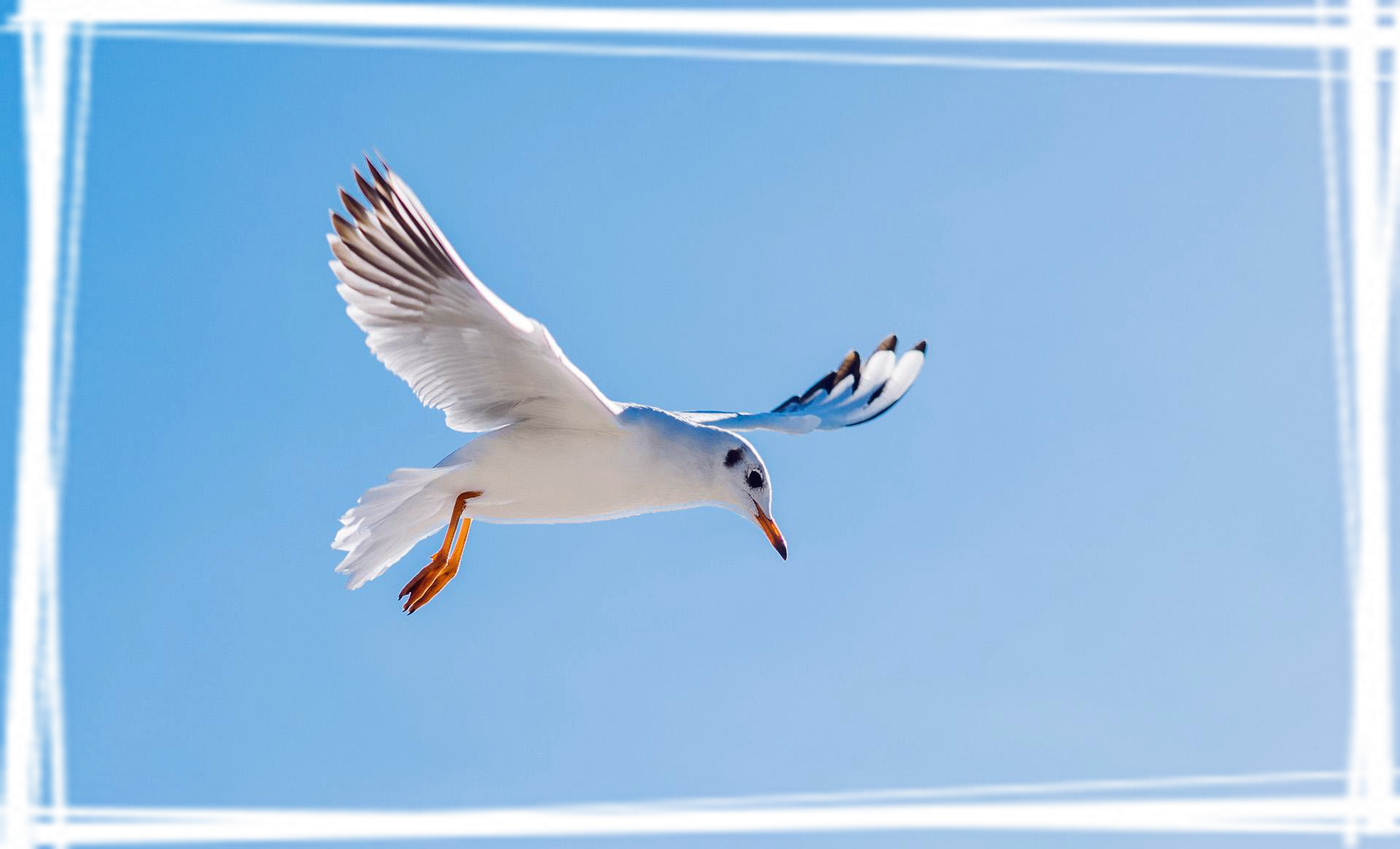 唯美飞翔的海鸥宽屏壁纸图片