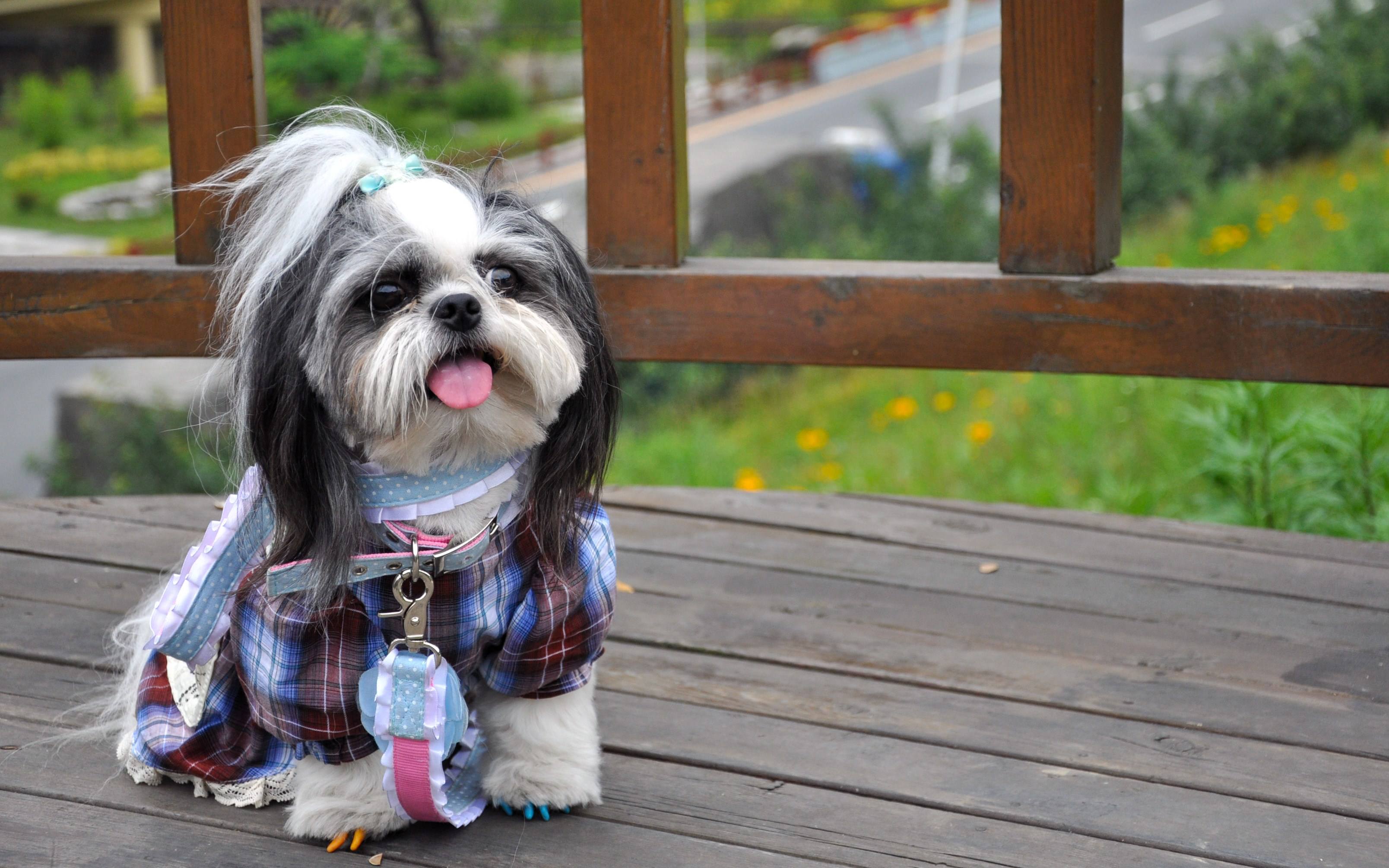 如何正确喂养西施犬?饮食方面要格外注意,家长们快来看看吧