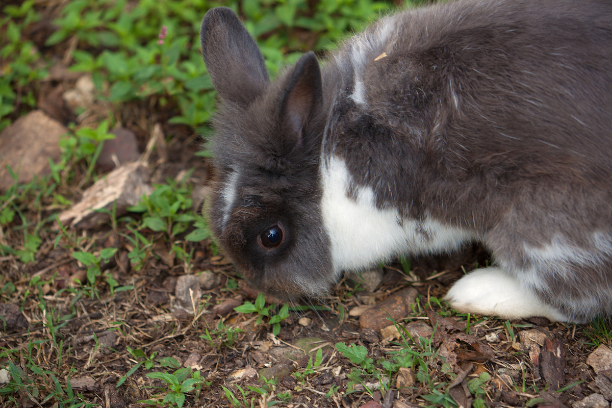 荷兰兔是一种受欢迎的宠物和观赏动物,其独特的外貌和色彩使其成为