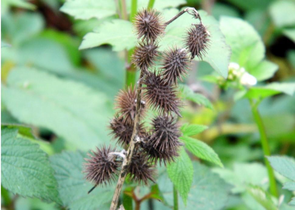 这种带刺的植物,沾身上,人见人烦,殊不知却有这好处