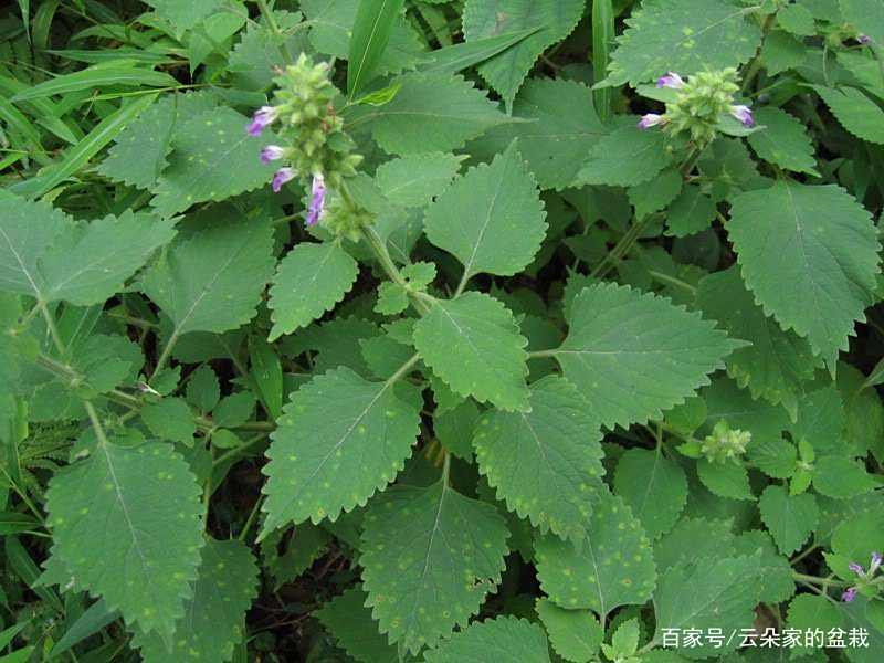 它极为珍贵,人称“百枝草”,对关节疼痛有良效,若遇见,请重视 它极为珍贵,人称“百枝草”,对关节疼痛有良效,若遇见,请重视