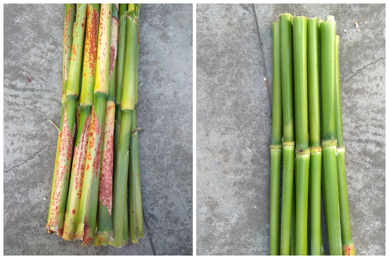 种芦粟,吃芦粟 | 高明昌