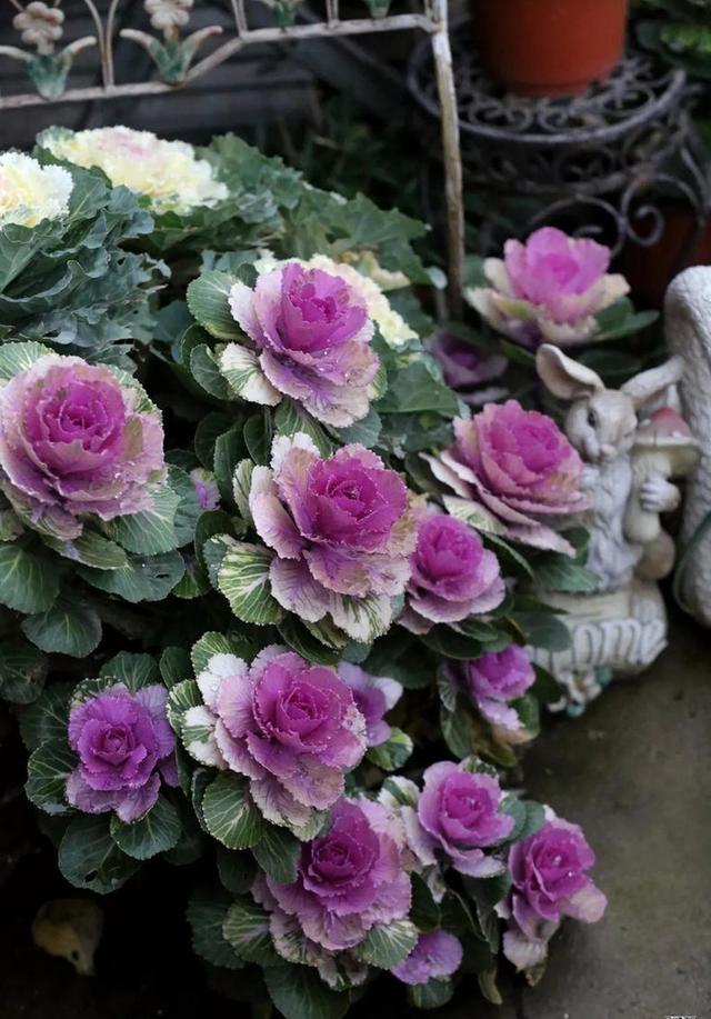 朋友圈非常火的羽衣甘蓝,如何养成老桩?