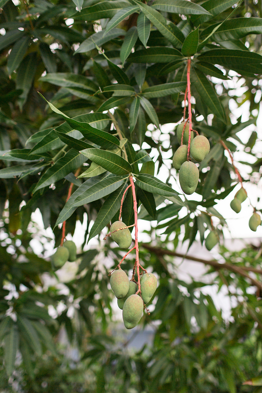 山竹树喜欢温暖湿润环境,生长缓慢,繁殖方式有播种和扦插两种.