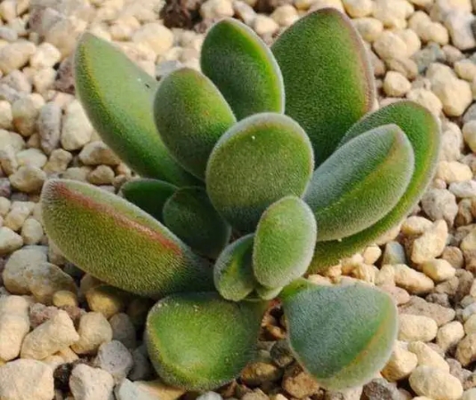 哪种多肉最诗意?或许是叶色清新,姿态优雅的"若歌诗"!