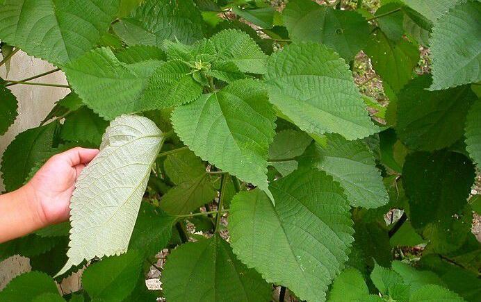 品质最好的纤维植物:苎麻,我国栽培面积和总产量都占世界第一位