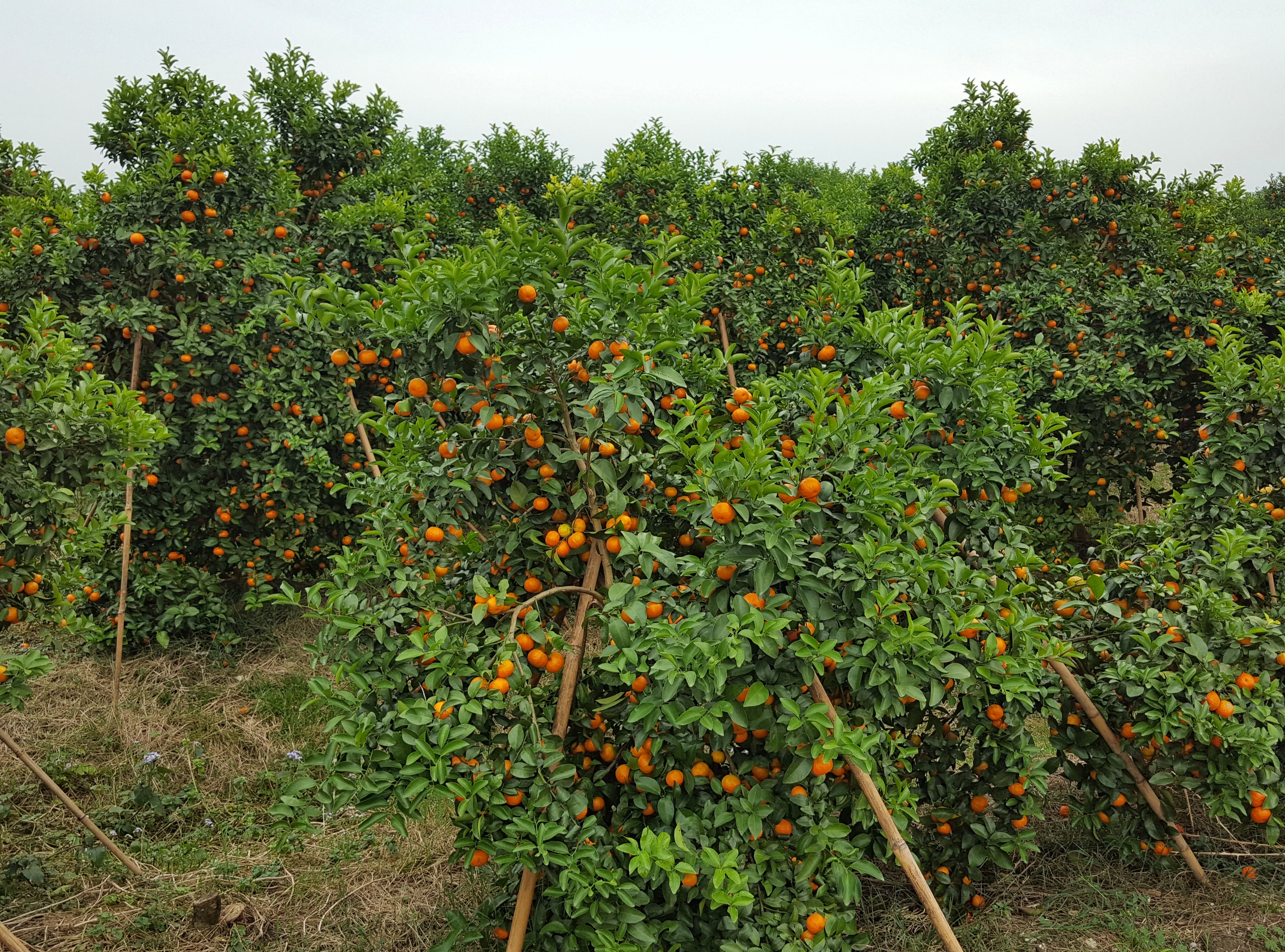 一位柑橘果农心中的小梦想