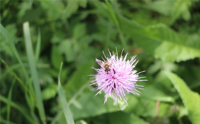 农村这种"狼头花",价值珍贵,止血有奇效,农民朋友你认识吗?