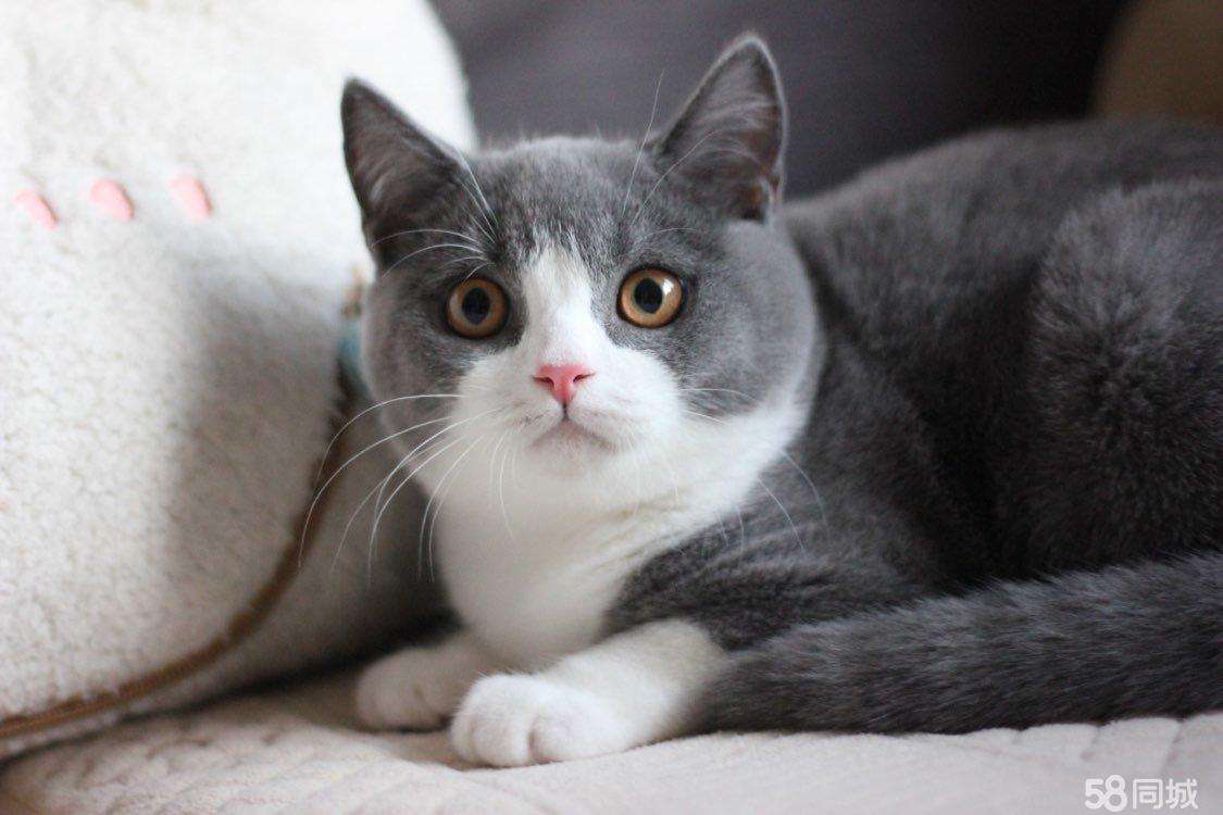 英国短毛猫近年来深受欢迎,它们有何优点能让铲屎官为之疯狂呢?