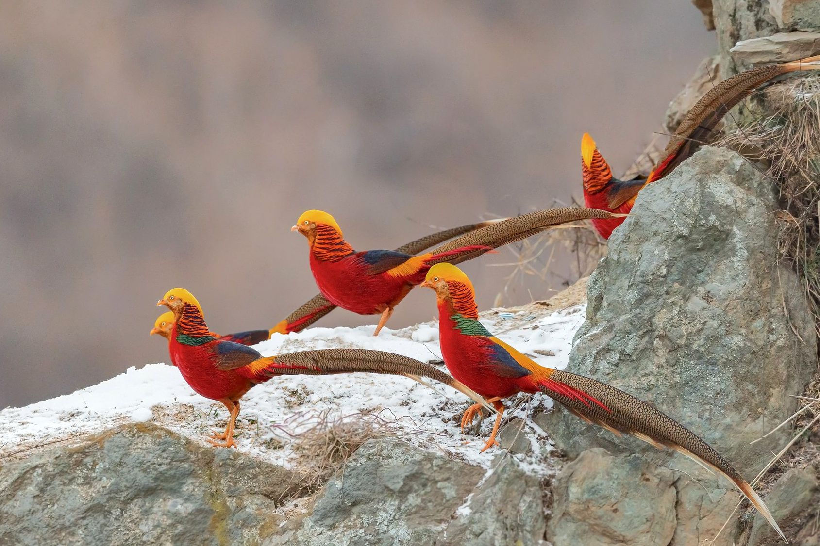 河南这个小山村近日火遍全国,因为飞来一群火凤凰