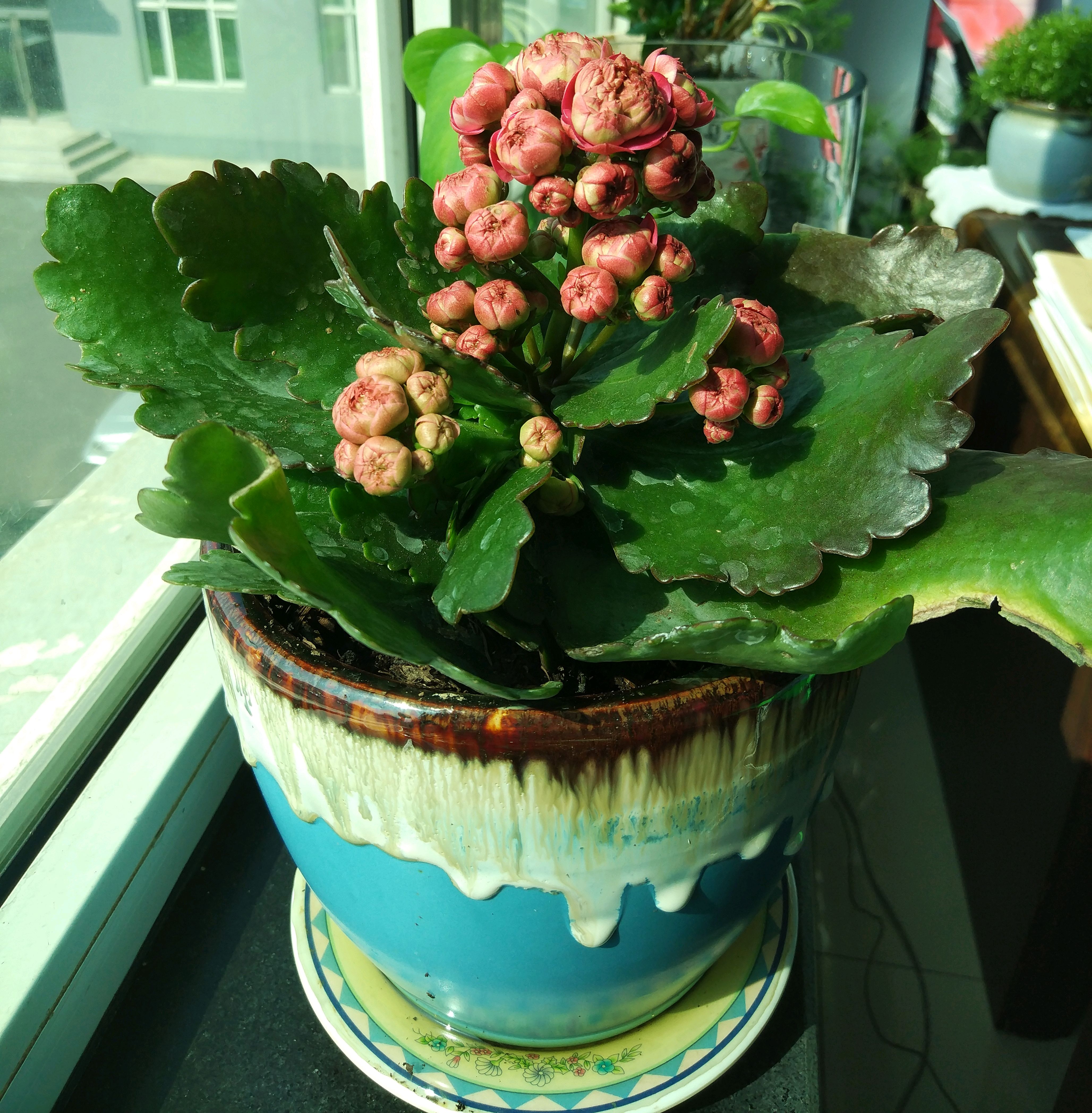 那些养在办公室里的风景