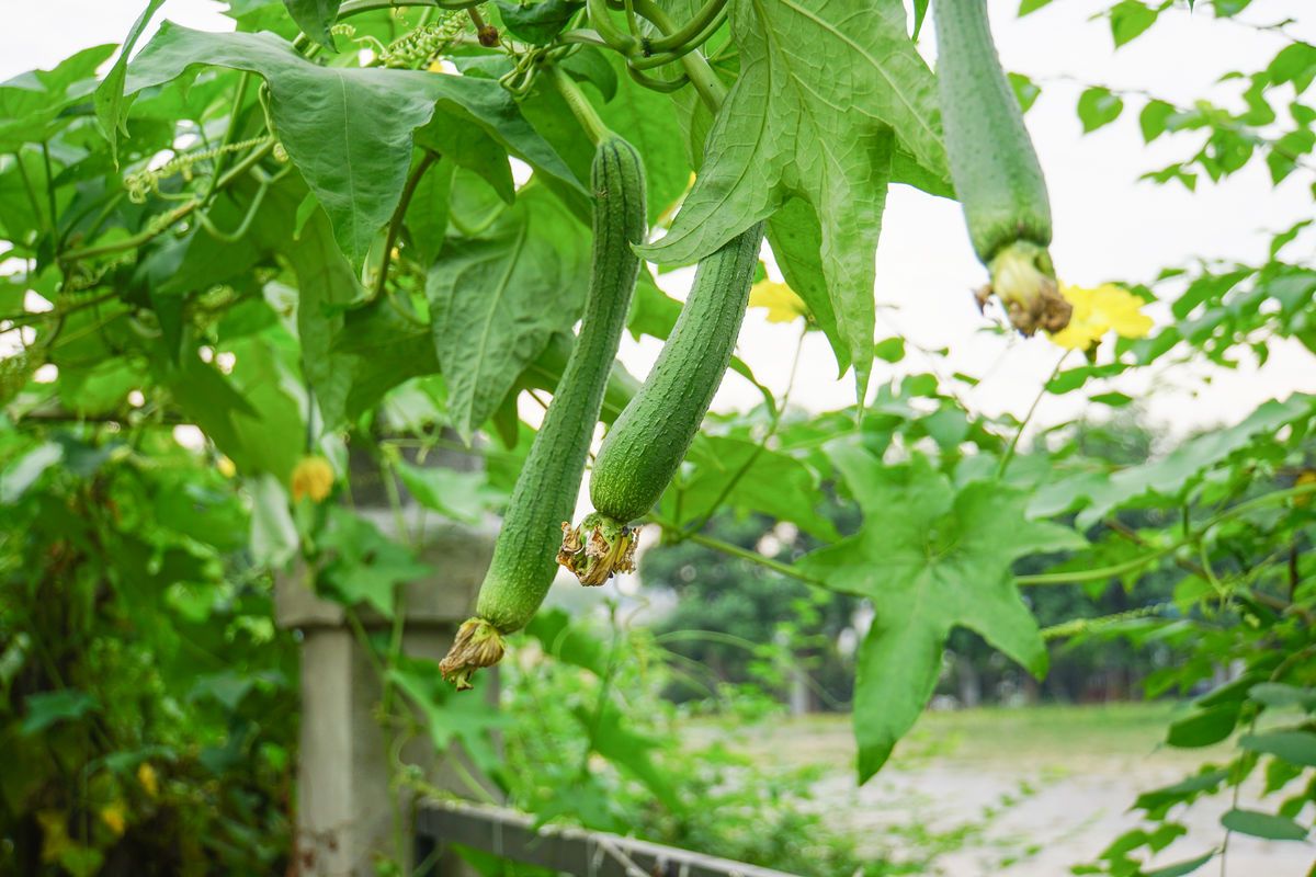 它的果实很多人吃过,其实它的叶子也好吃,可惜很多人不知道