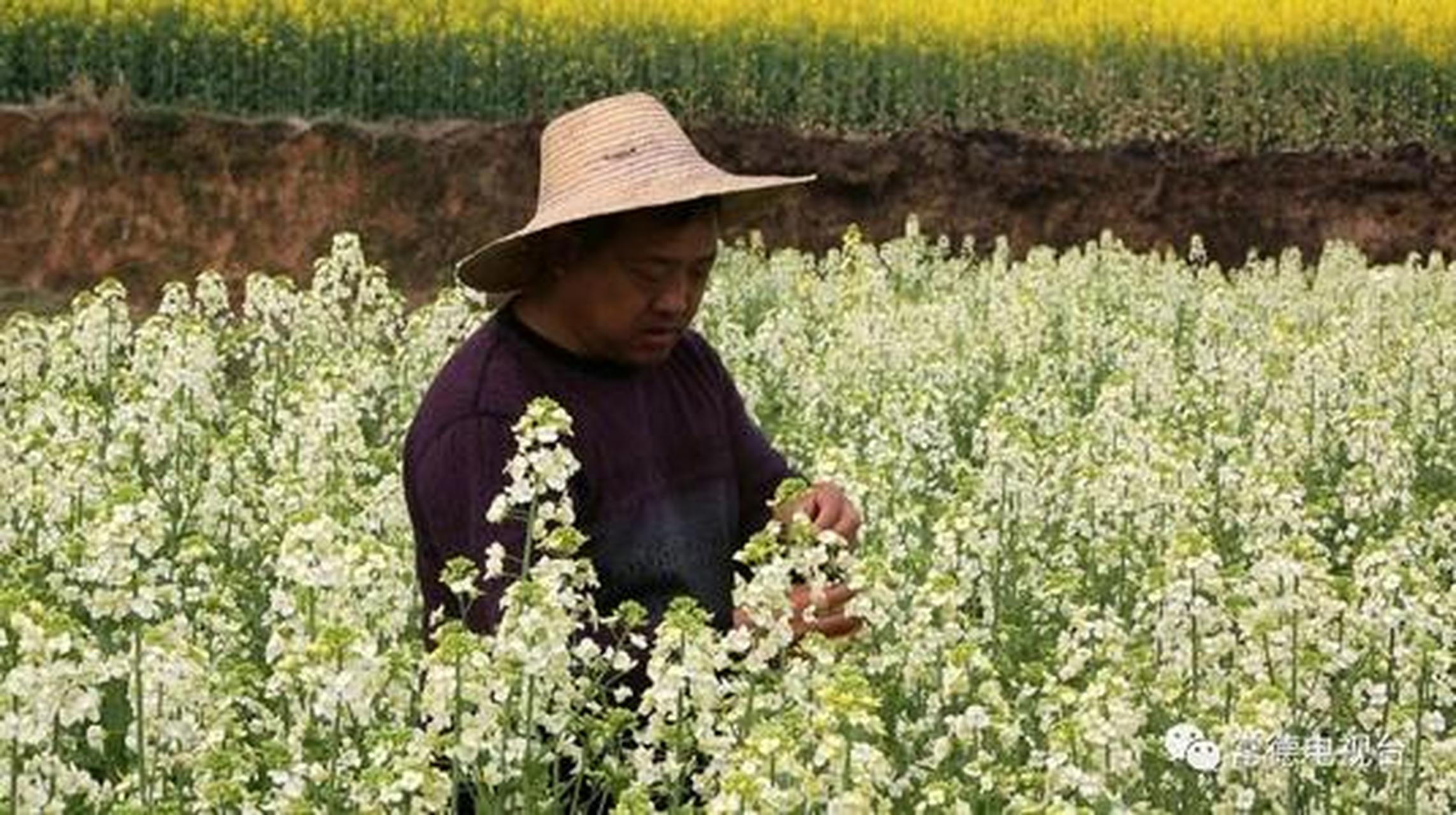 1978年,沈克泉在贵州山区发现了3株花期长,生长结构好的野生油菜,将其