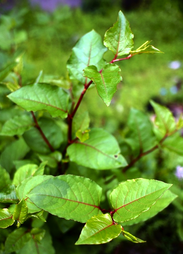 乡间长得像"手杖"的中药材,活血散瘀的效果特别好