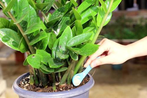 金钱树几年不冒芽,狠心"修剪"一番,跟上浇水施肥全是新芽