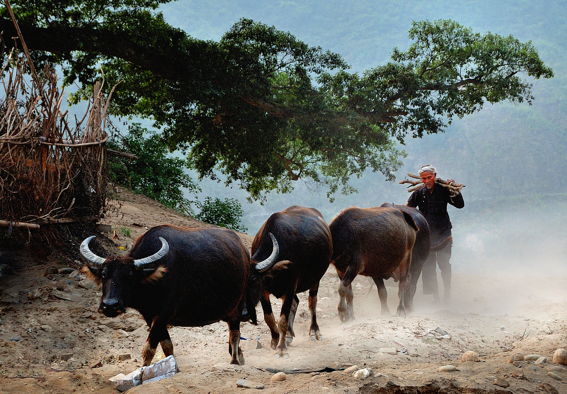 后来我同事他父亲就收留他了,他就帮着家里放牛割草,帮着照顾几百头