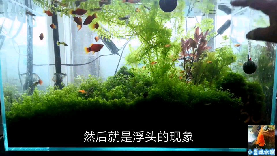 鱼缸里鱼大面积浮头生物死亡该怎么办?