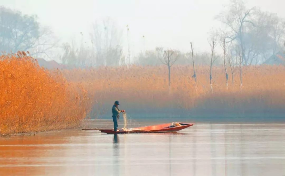 一家子白天鹅来马踏湖过冬!瞧这悠然自得的13口