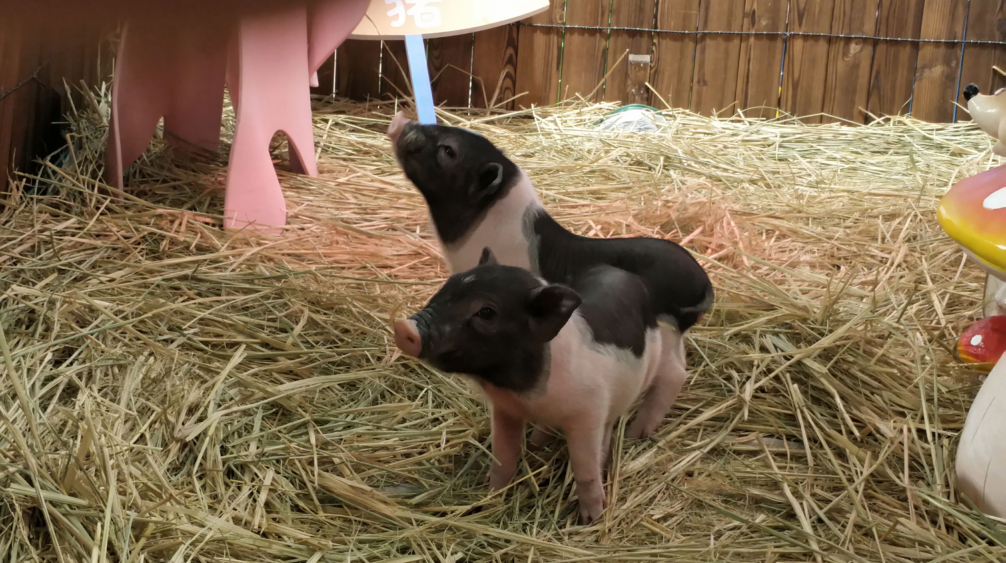 乙亥年来临真实的小猪佩奇亮相拜年