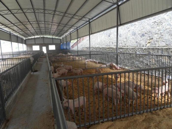 在农村利用发酵床养牛,真的可行吗?