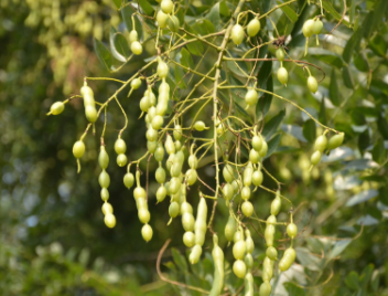 农村清热去火的植物图片