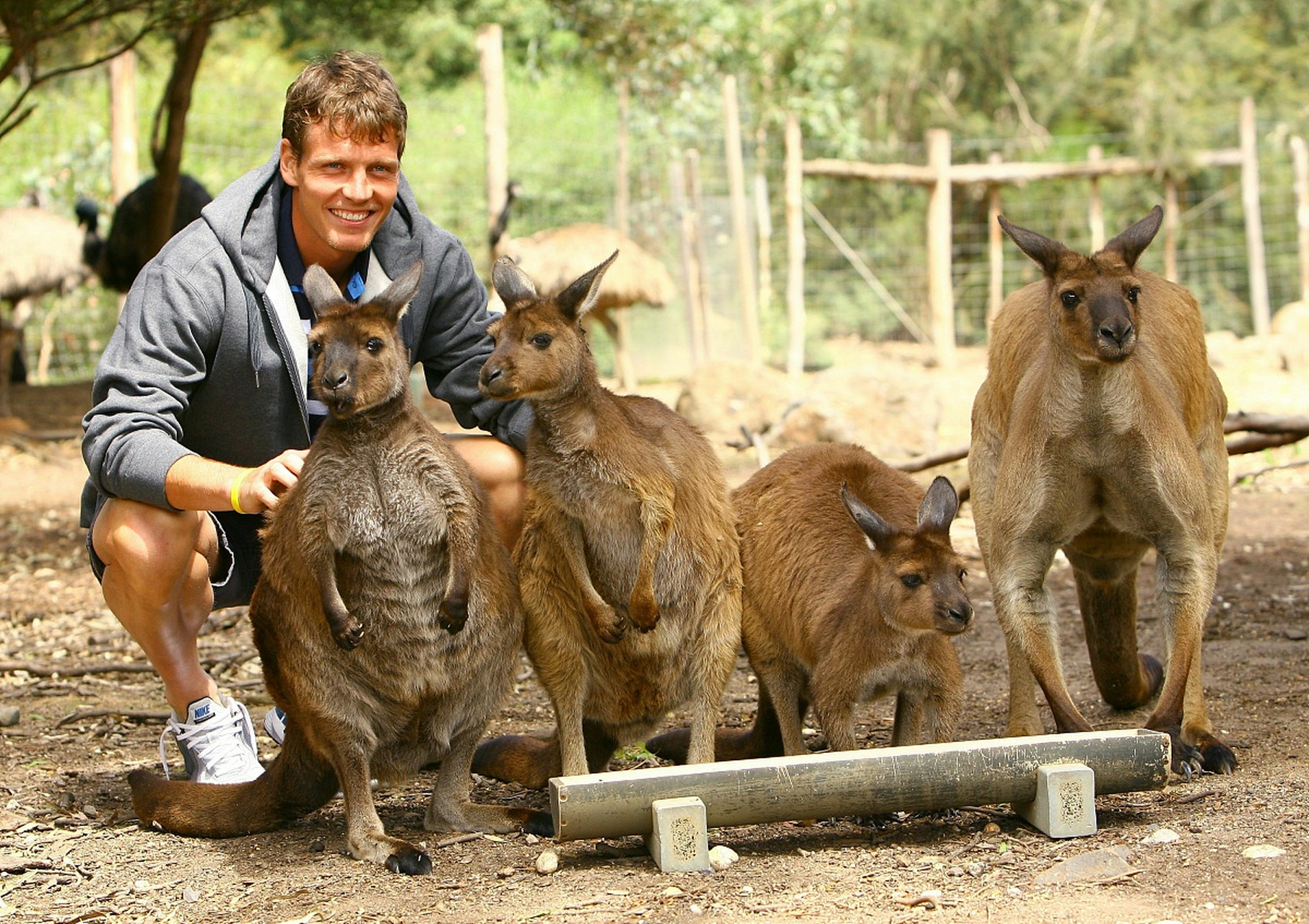 澳大利亚男子勇敢救狗却被袋鼠暴揍是什么情况?