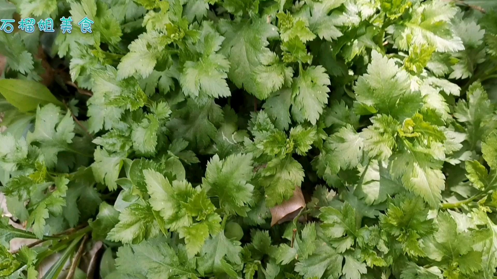 春天到了,多做菊花菜给家人吃,清凉爽口,营养又健康