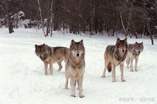 如果北美灰狼和鬣狗位置互换,狼群有能力和狮群抗衡夺取食物吗?