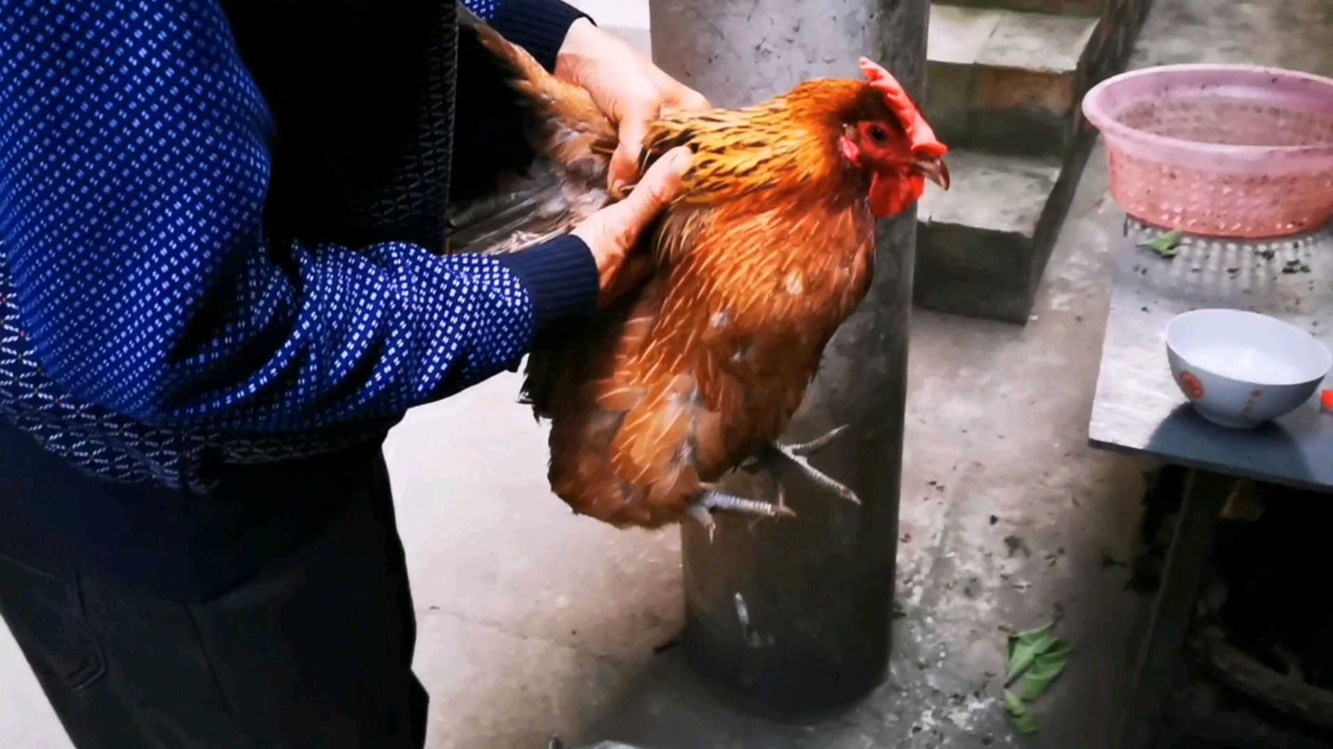 广西农村杀鸡土方法,不知道你们见过没?