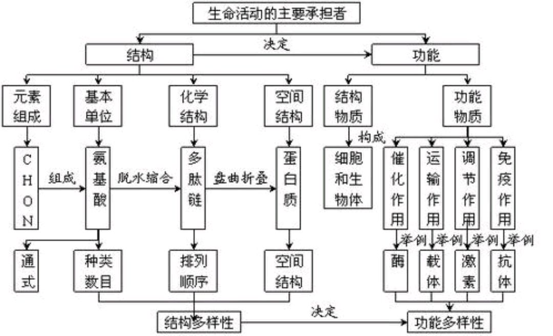 营养基础知识5.蛋白质有哪些生理功能