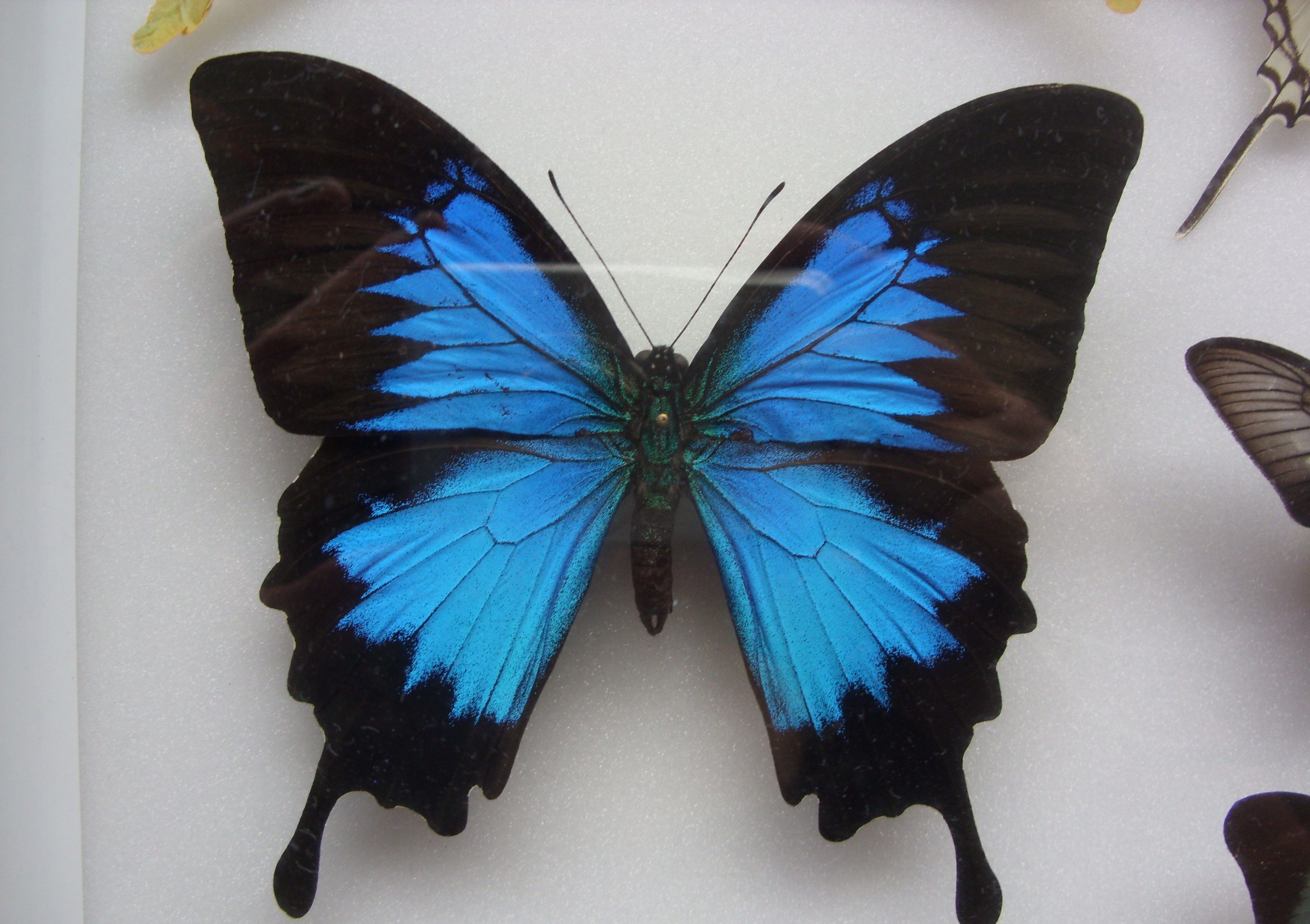 世界最珍稀美丽的六大蝴蝶,中国的一种蝴蝶是世界最珍贵的