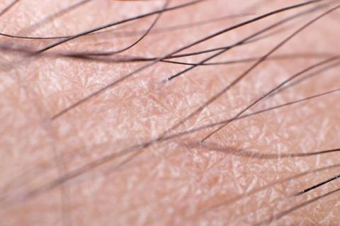 人体毛发为何如此分布?或许是因为一种特殊蛋白