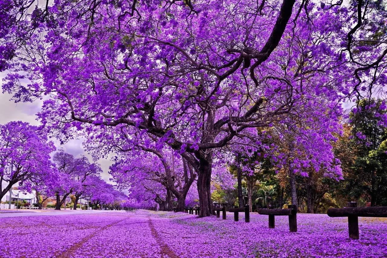 景色壁纸紫色图片