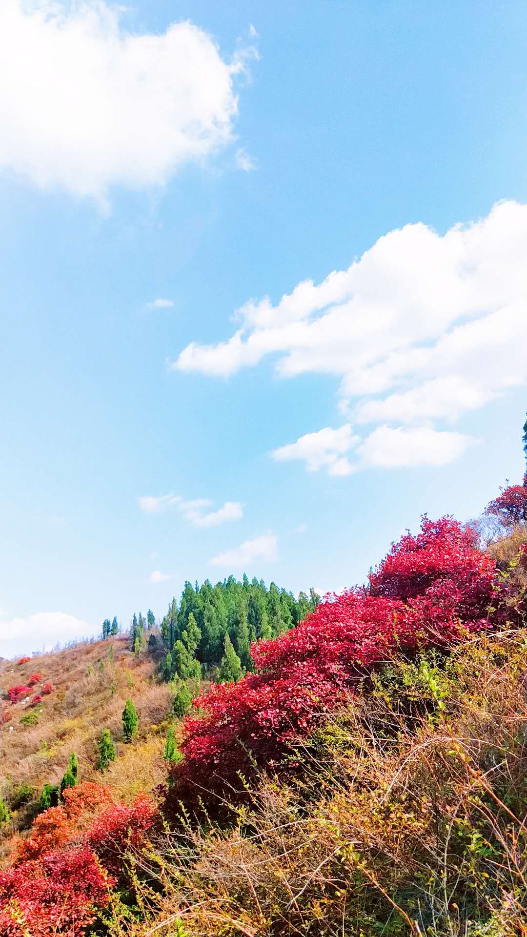 10月济南最佳红叶观赏地,您准备好了吗?章丘三王峪山水风景园