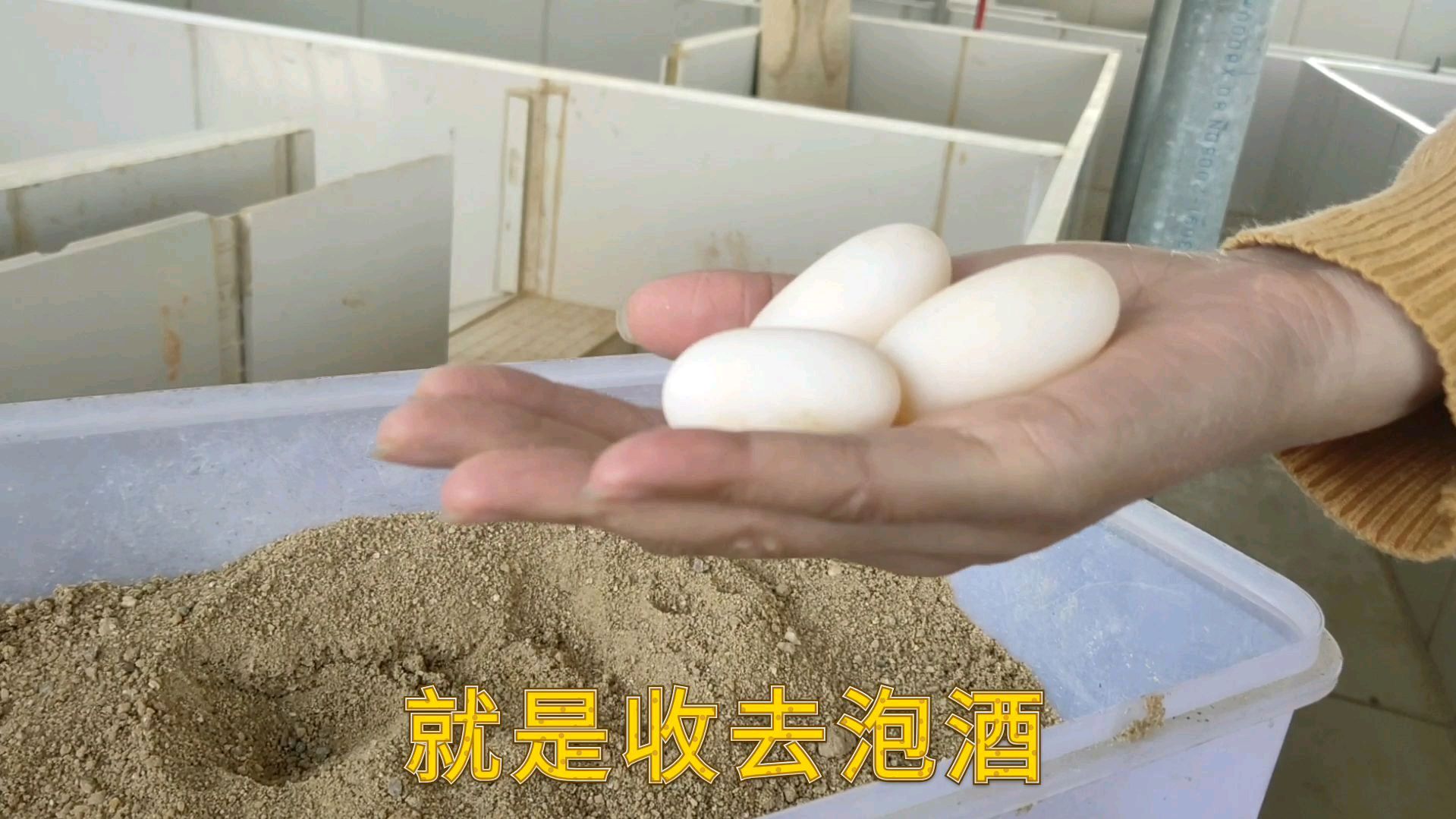 玲玲今年乌龟第一窝蛋,蛋个头大,但没有受精,可惜了