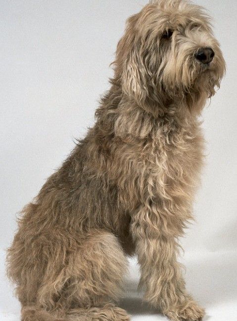 奥达猎犬是一种高大的,被毛杂乱的猎犬!