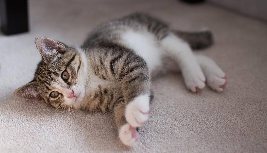 兽医常说的:猫咪"除虫菊酯及拟除虫菊酯中毒"是什么病?