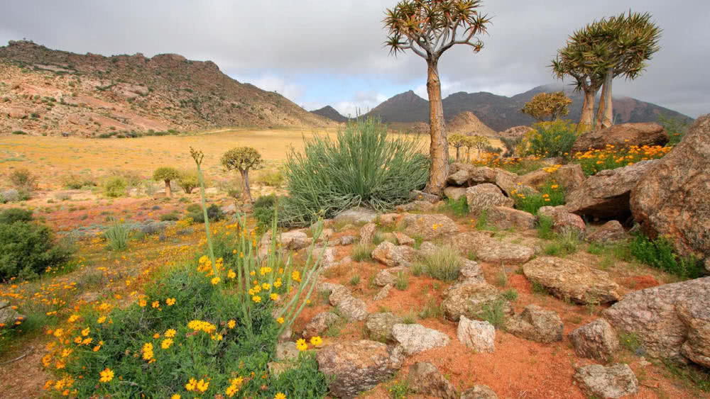 南非奇怪沙漠:到处鲜花盛开,还生长有3000多种植物