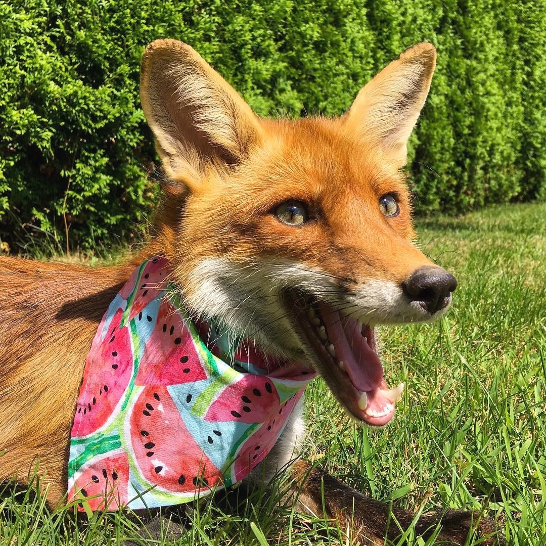 想养宠物狐狸的话别着急接回家,在那之前应该先了解这些知识