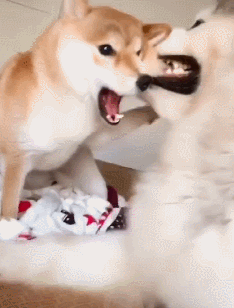 网友养了阿拉斯加和柴犬,半年后就悲剧了,柴犬成为了磨牙棒