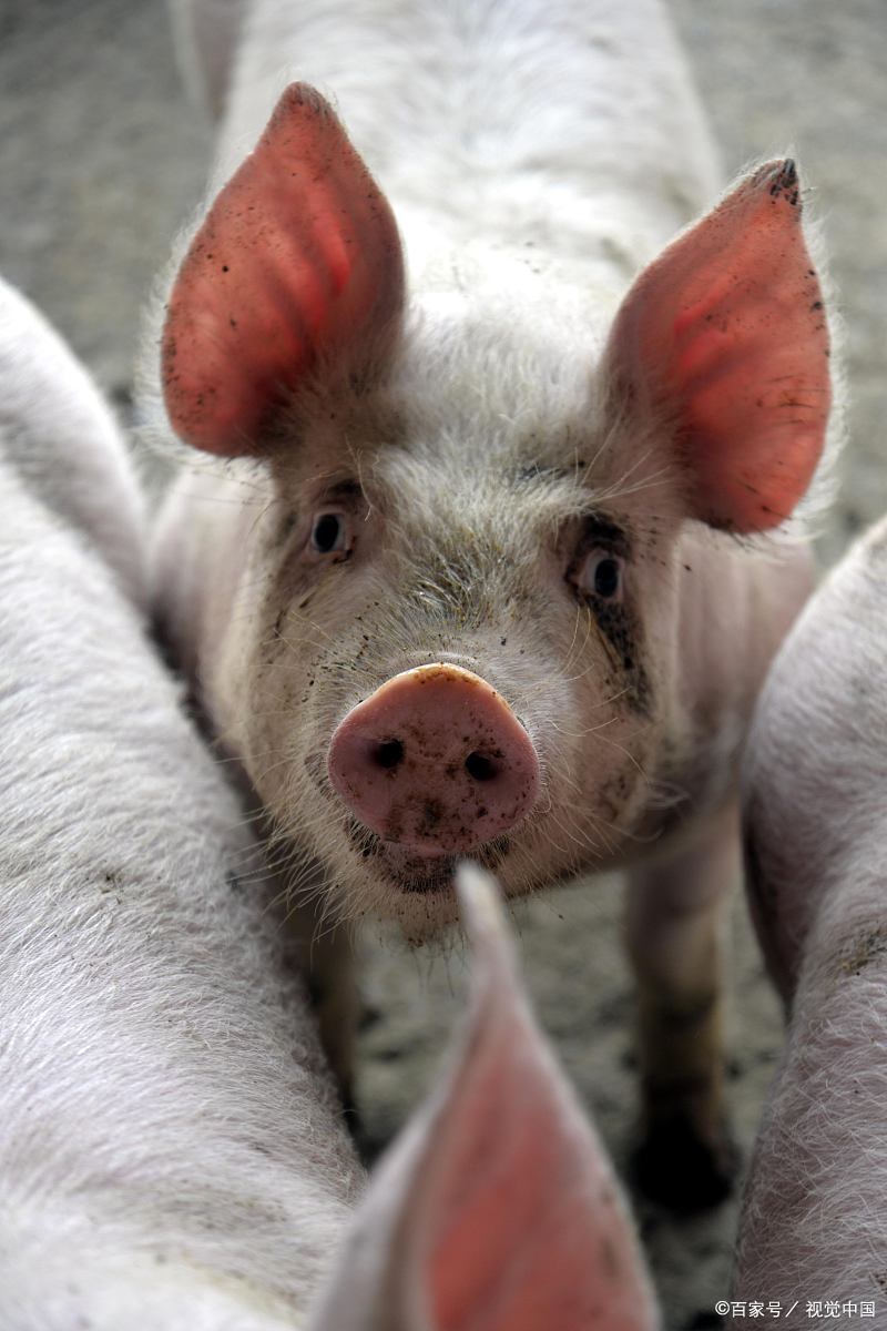 以前在我们家养小猪的爸爸也看到这样的消息,伸出了舌头.