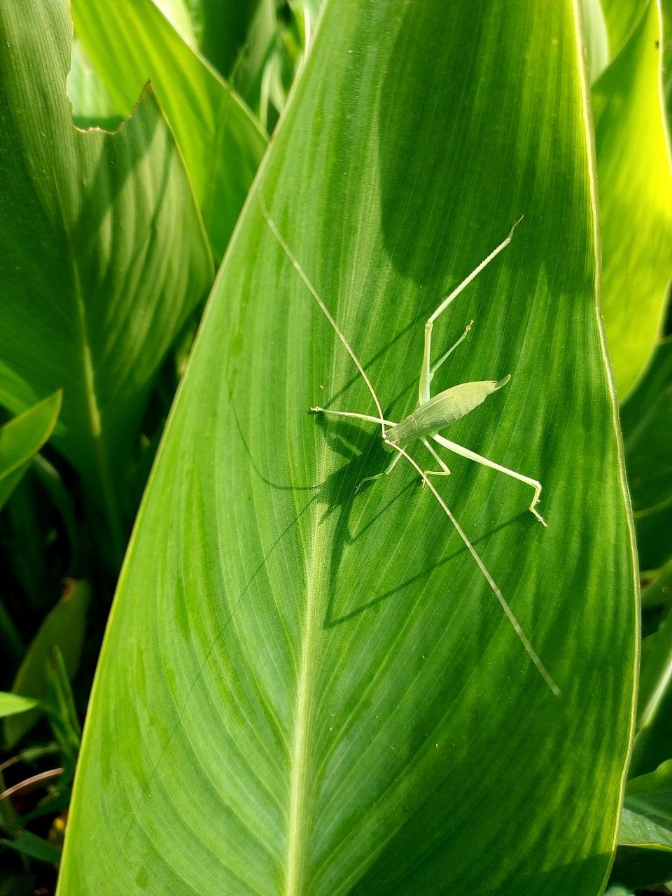 一只绿色小蝈蝈,触须好长,看着蛮舒服. #动物趣图
