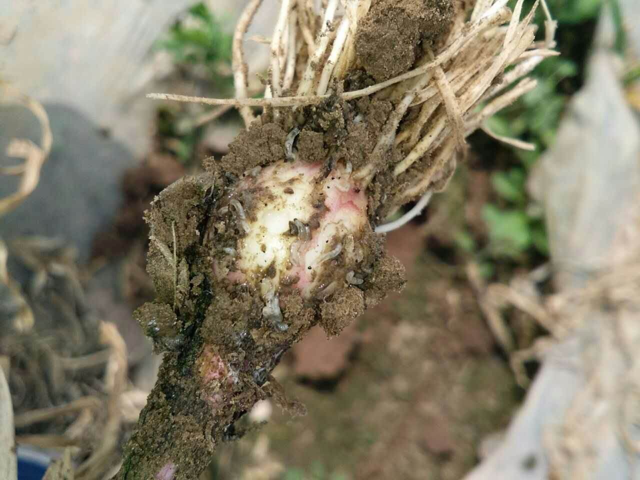 养殖大蒜的常见病害,用这用方法效果会更好,你知道吗?