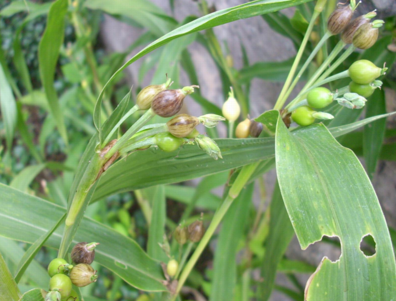 农村野草"来尿珠",曾被农民用来做门帘,现30元一斤成稀罕货